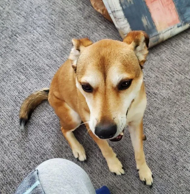 A senior medium-sized male Terrier dog named Bodie for adoption in Warren, MI