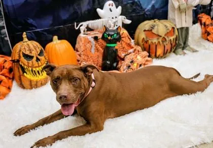 A senior large-sized female Brown / Chocolate Mixed Breed dog named Baby for adoption in Hamilton, OH