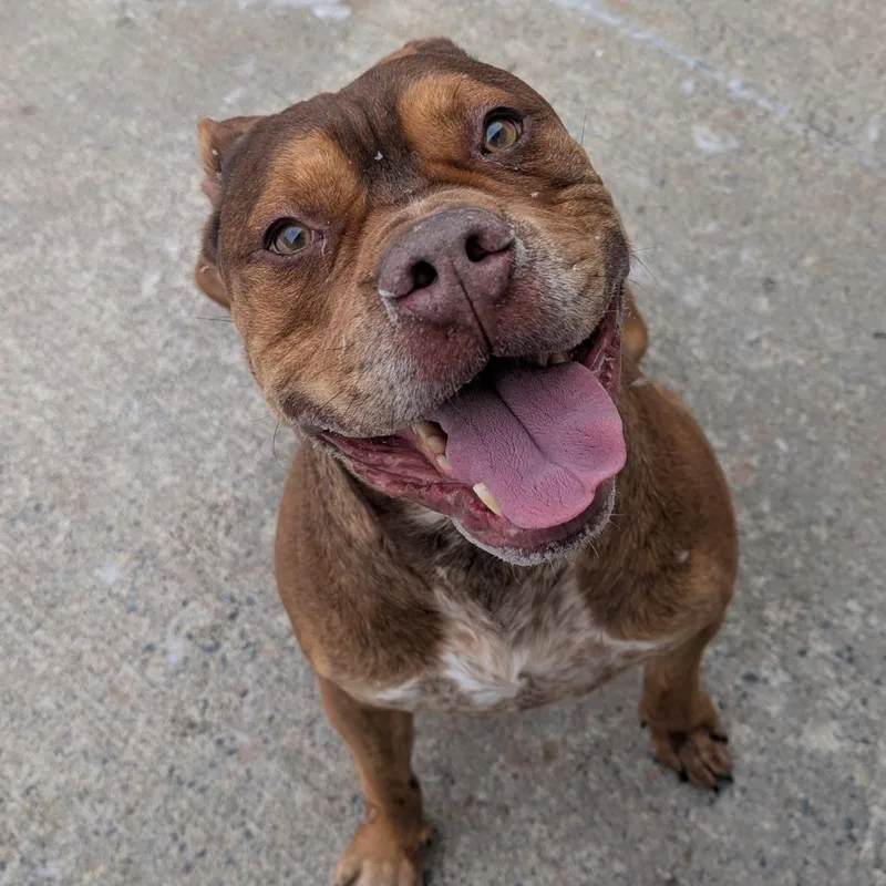 An adult large-sized male Brindle Pit Bull Terrier dog named Koda for adoption in Watertown, NY