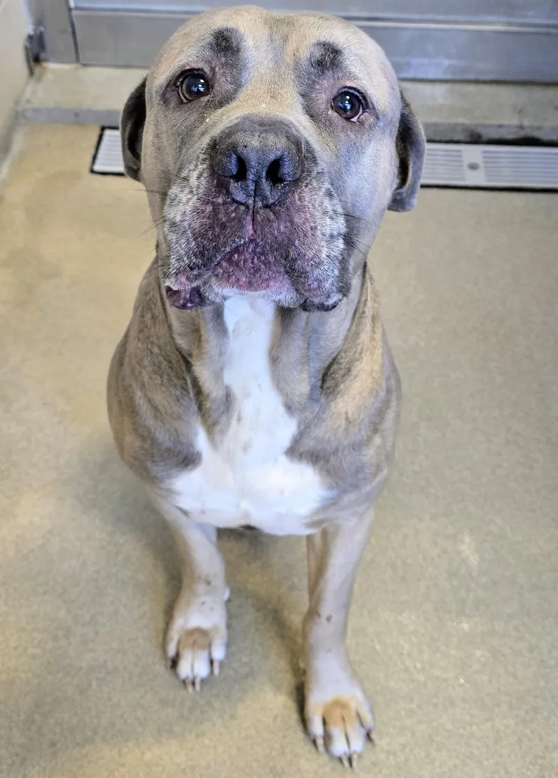An adult large-sized male Gray / Blue / Silver Cane Corso dog named Peanut for adoption in Amityville, NY