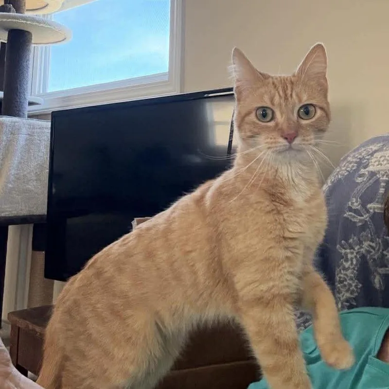 An adult medium-sized female Orange / Red Domestic Short Hair cat named Lilly for adoption in Fairfax Station, VA