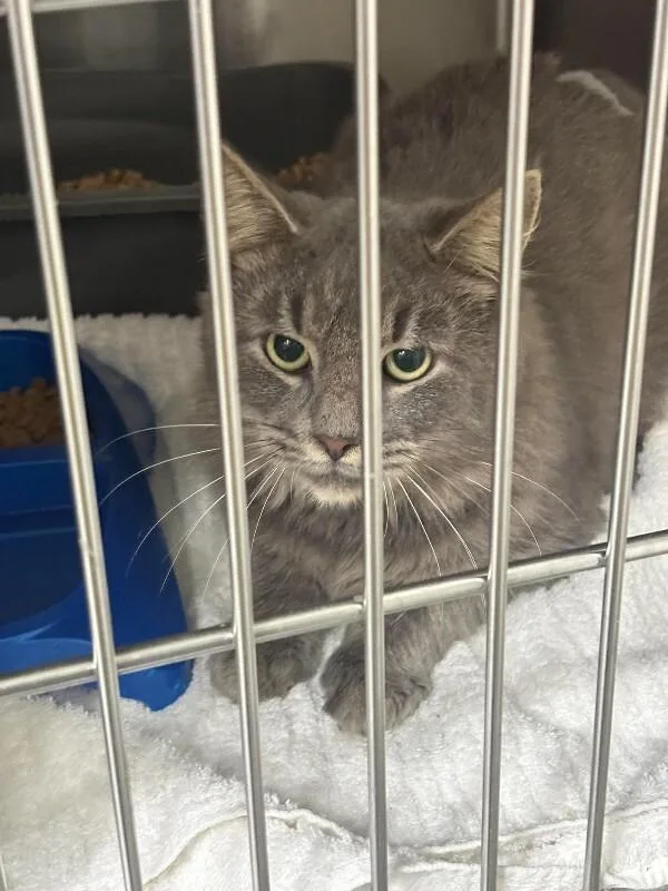An adult medium-sized female Tabby (Gray / Blue / Silver) Domestic Medium Hair cat named Unknown for adoption in Burgaw, NC