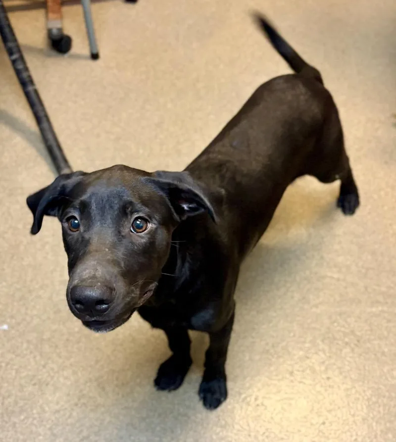 A baby medium-sized male Mixed Breed dog named Florian for adoption in Rome, GA