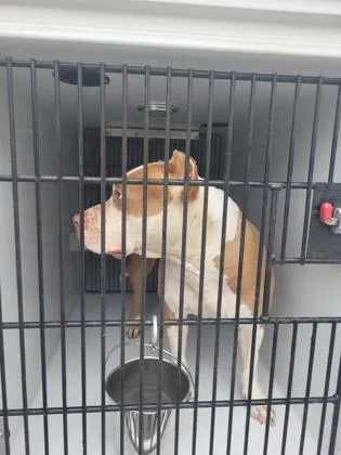An adult large-sized female Pit Bull Terrier dog named Zuley for adoption in Atlanta, GA
