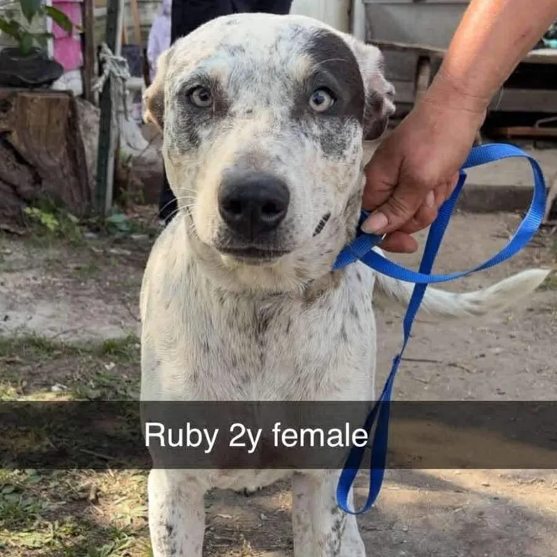 Rubie
