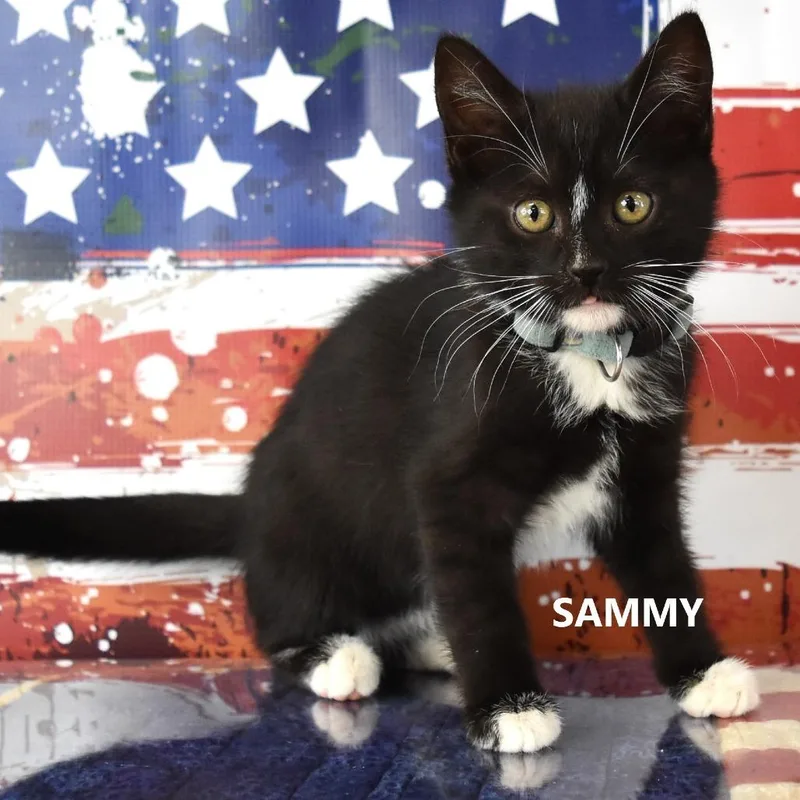 Sammy thumbnail 2