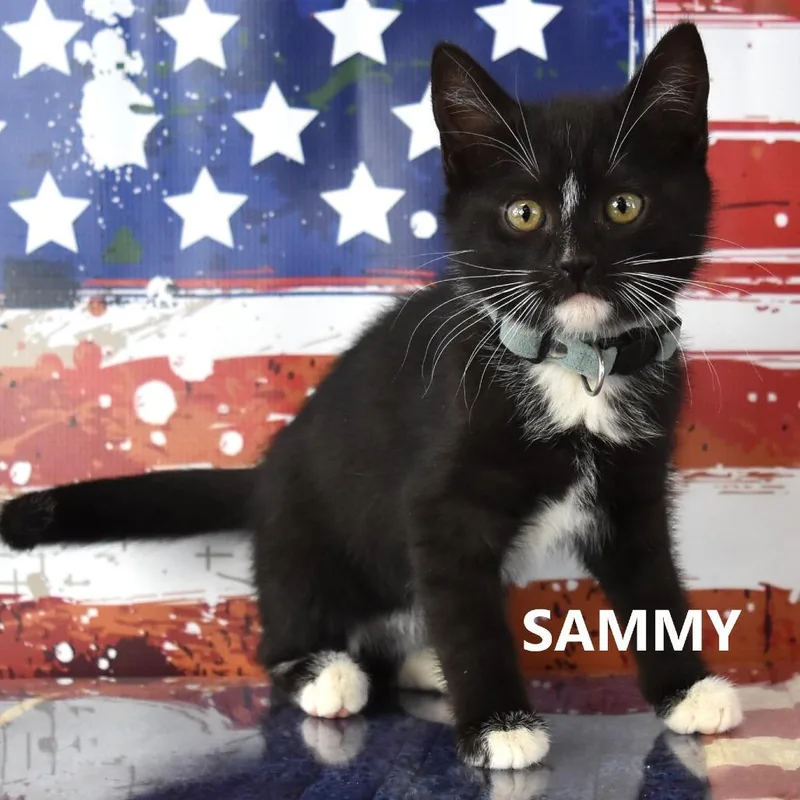 Sammy thumbnail 3