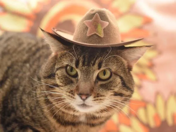 An adult medium-sized male Domestic Short Hair cat named Mr. Pibb for adoption in Portland, OR