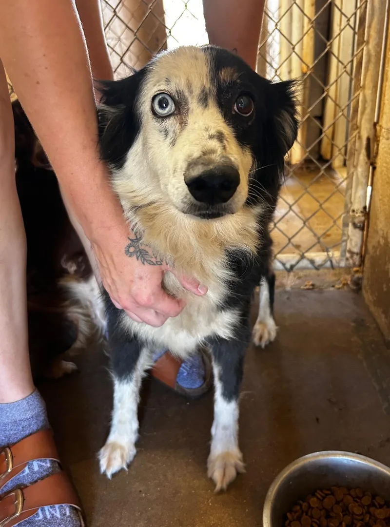 An adult medium-sized female Australian Shepherd dog named Copper for adoption in Blue Springs, MO