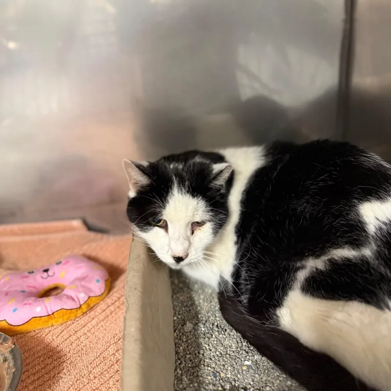 An adult medium-sized male White Domestic Short Hair cat named Gabriel for adoption in Waldorf, MD