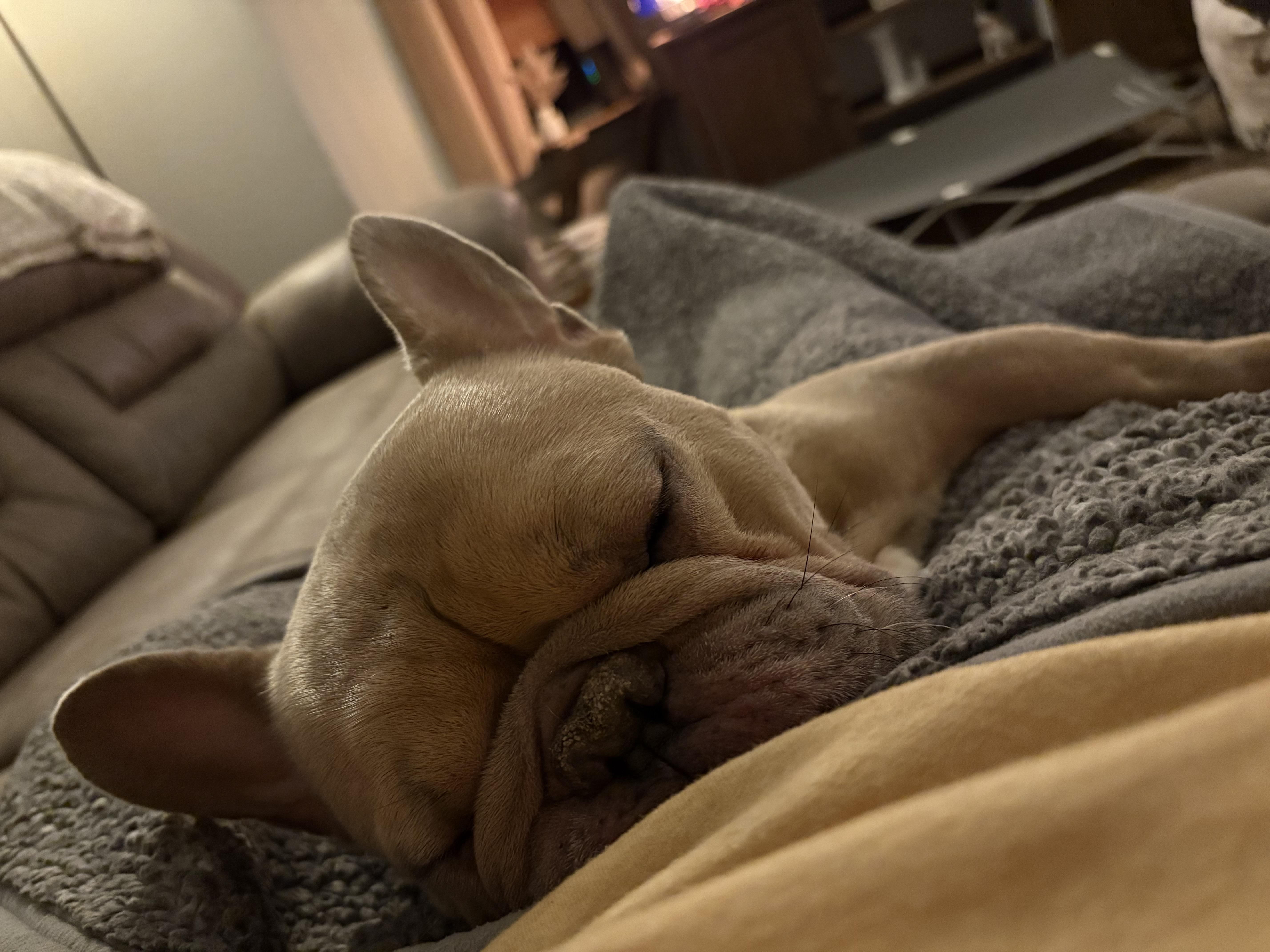 An adult medium-sized male French Bulldog dog named Stitch for adoption in Brazil, IN