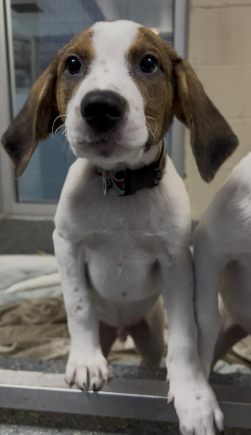 A baby medium-sized male Tricolor (Brown, Black, & White) Mixed Breed dog named Jc for adoption in Charleston, SC