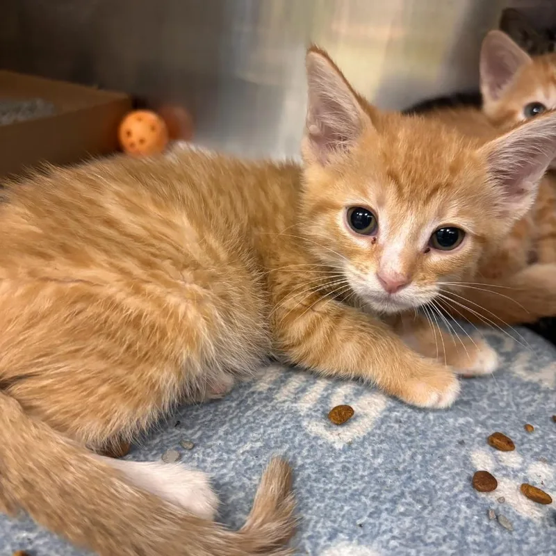A baby small-sized female Orange / Red Domestic Short Hair cat named Gertie for adoption in Belleville, IL
