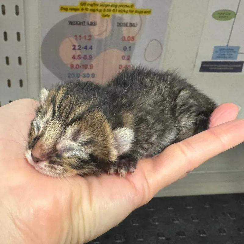 A baby small-sized female Brown / Chocolate Domestic Short Hair cat named Hydra for adoption in League City, TX