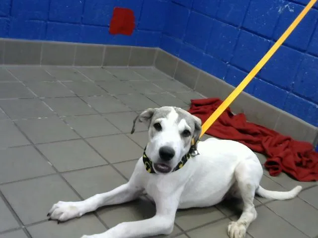 A baby medium-sized male Labrador Retriever dog named Milo for adoption in Albuquerque, NM