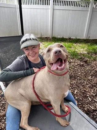 An adult extra large-sized female Mixed Breed dog named Novaline for adoption in Chamblee, GA