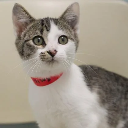 A baby small-sized female Domestic Short Hair cat named Shania for adoption in Verona, WI