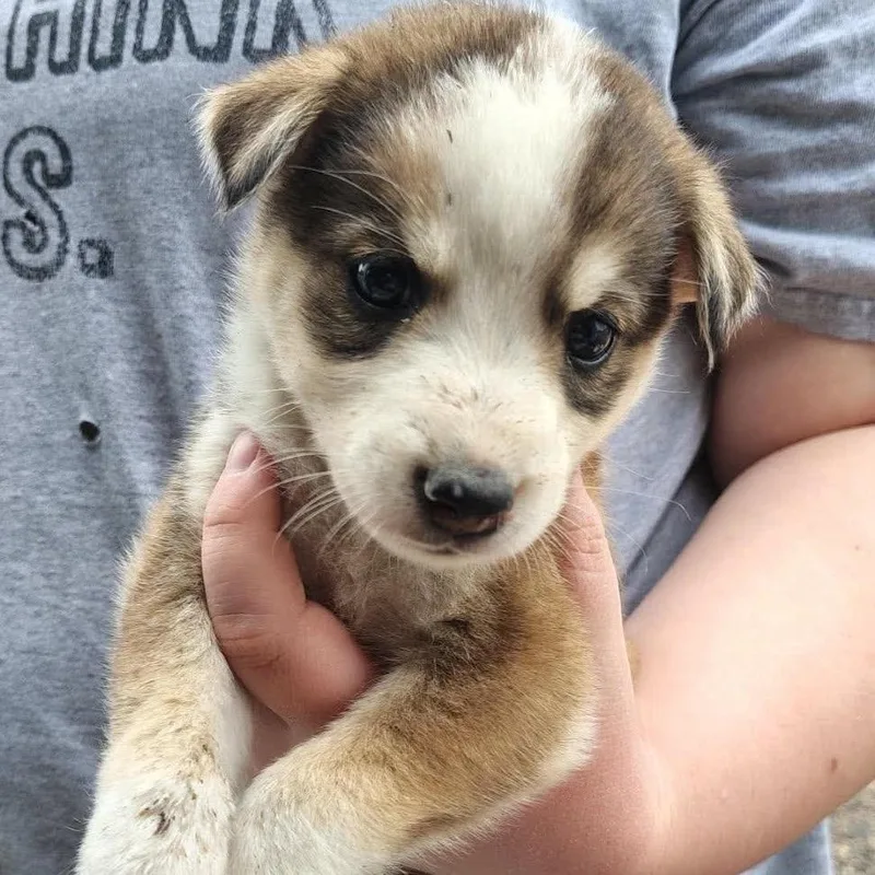 A baby small-sized female White / Cream Mixed Breed dog named Toaster for adoption in Buffalo, MN