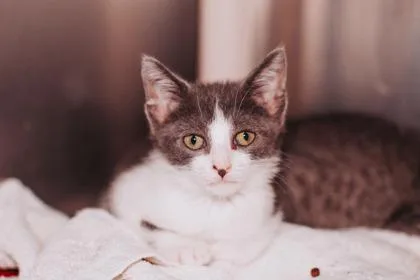 A young small-sized male Domestic Short Hair cat named a Spider for adoption in North Charleston, SC