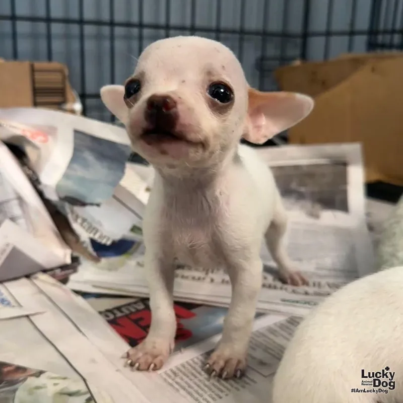 A baby small-sized female Chihuahua dog named Cora for adoption in Washington, DC