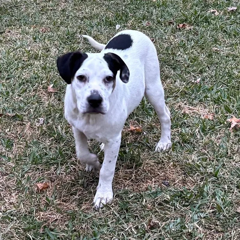 A young medium-sized male White / Cream Terrier dog named Tony  Fun And for adoption in Houston, TX