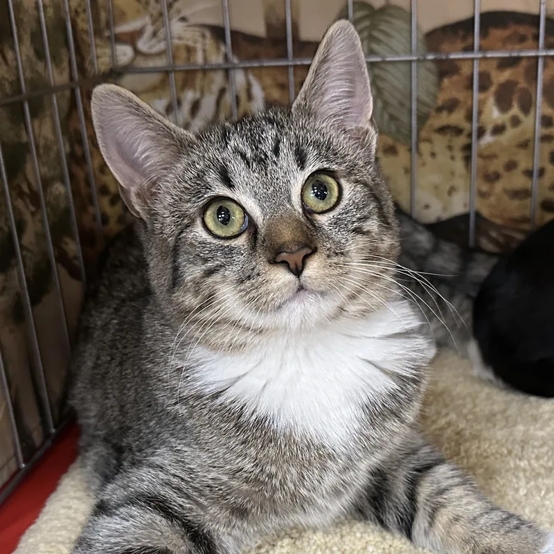A young medium-sized female Gray & White Tabby cat named Kelli for adoption in Baltimore, MD