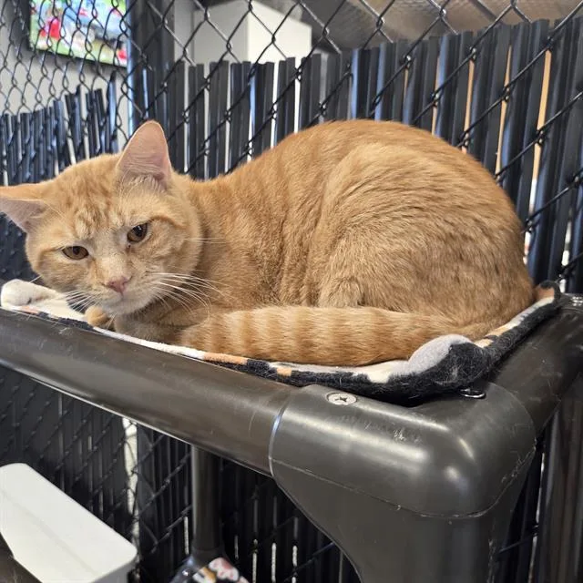 An adult large-sized male Domestic Short Hair cat named Koi for adoption in Palmetto, FL