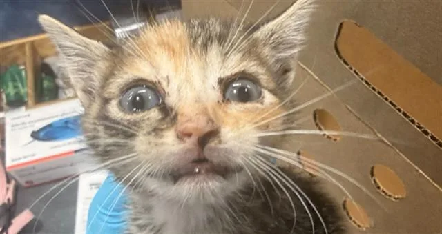 A baby small-sized female Domestic Short Hair cat named Monkey for adoption in Charlotte, NC