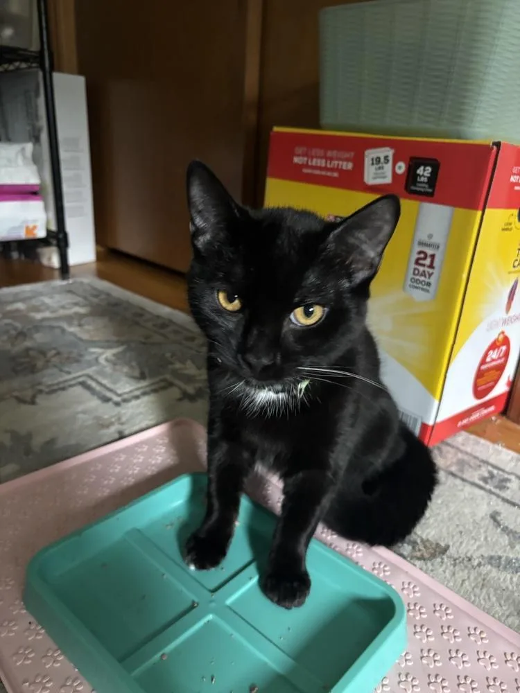 A young small-sized male Black & White / Tuxedo Domestic Short Hair cat named Emeril for adoption in New Woodstock, NY