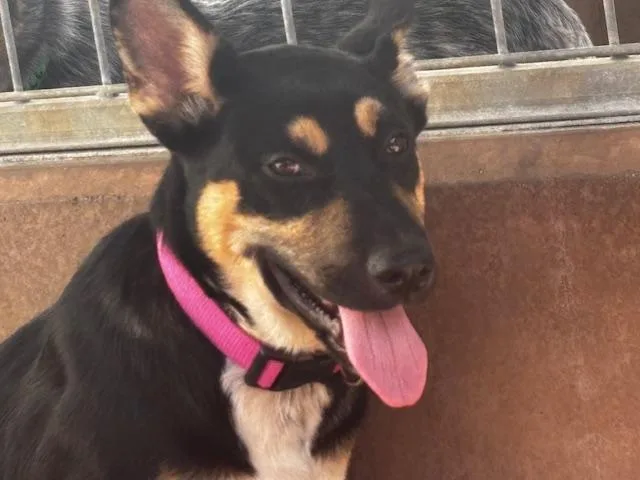 A young small-sized female German Shepherd Dog dog named Stella Rose for adoption in Van Nuys, CA