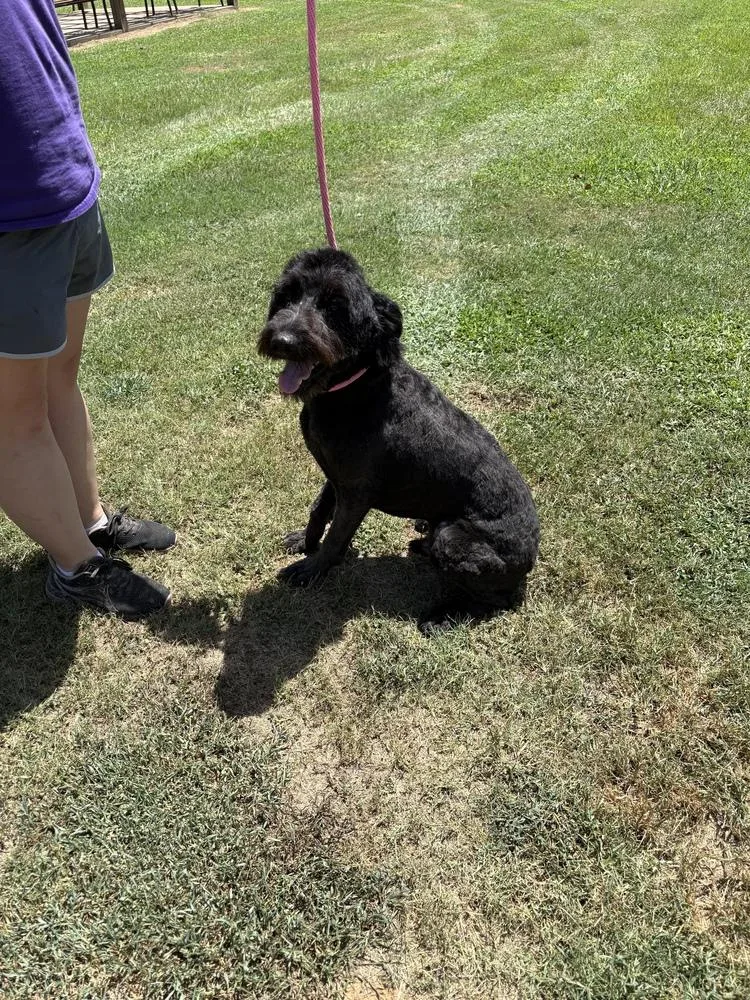 An adult large-sized male Black Aussiedoodle dog named Aus for adoption in Norfolk, MA