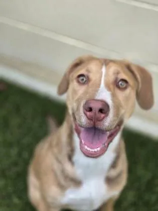 A baby large-sized female Mixed Breed dog named April for adoption in Savannah, GA