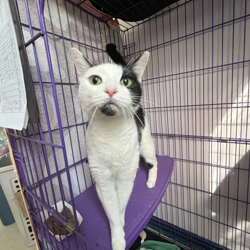 An adult medium-sized female White Domestic Short Hair cat named Phoebe for adoption in Salisbury, MA