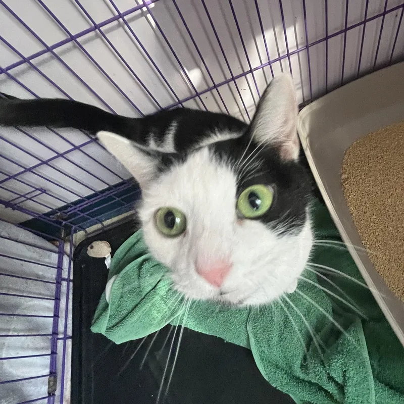 Phoebe thumbnail 4