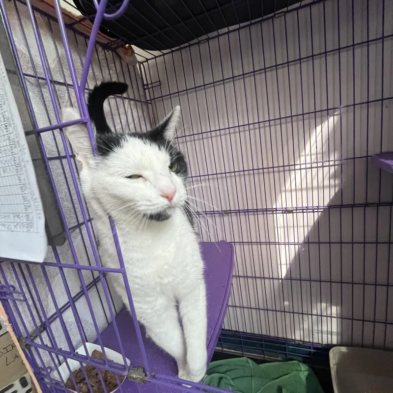 Phoebe thumbnail 5