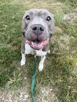 An adult large-sized female Gray / Blue / Silver Pit Bull Terrier dog named Galina for adoption in Kansas City, MO