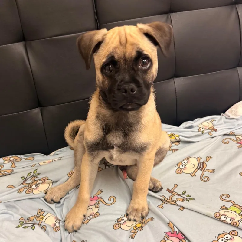 A baby small-sized male Pug dog named Ruppert for adoption in Santa Barbara, CA
