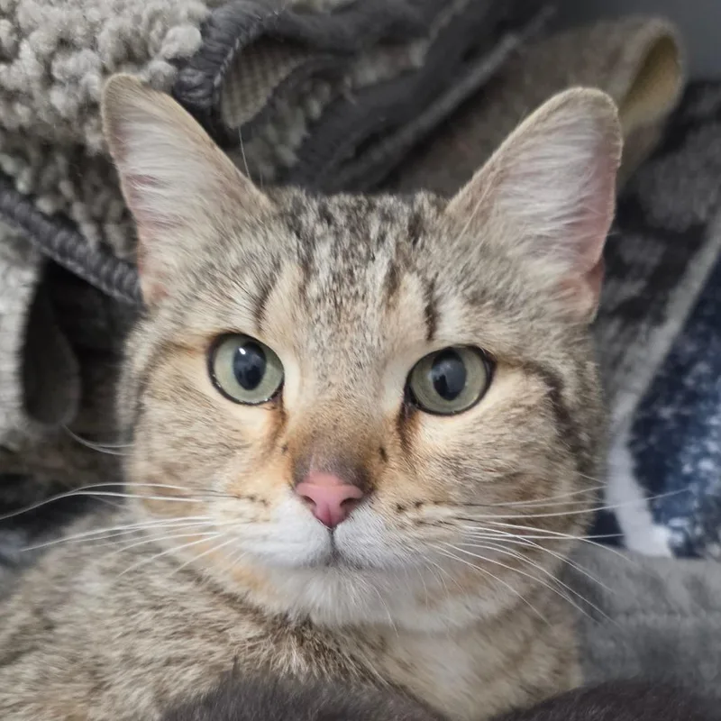 An adult medium-sized female Brown / Chocolate Domestic Short Hair cat named Mary Jane for adoption in Muncie, IN