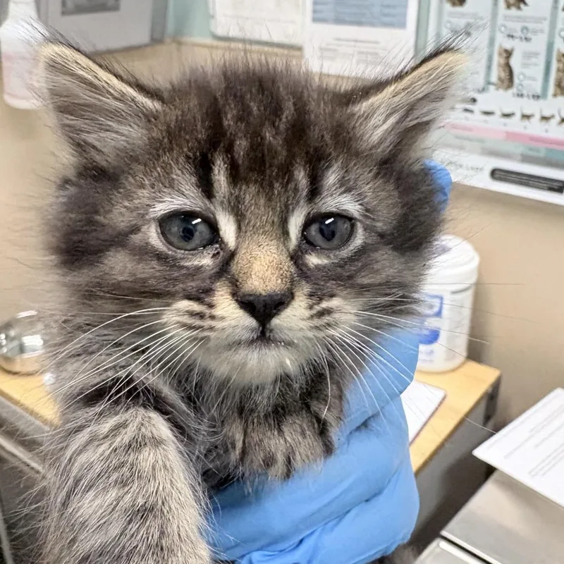 A baby small-sized male Domestic Medium Hair cat named Chris for adoption in Tacoma, WA