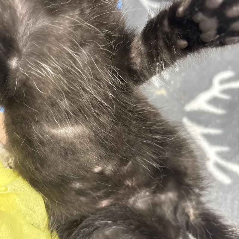 A baby small-sized male Black Domestic Short Hair cat named Csasstray___ for adoption in Springtown, TX