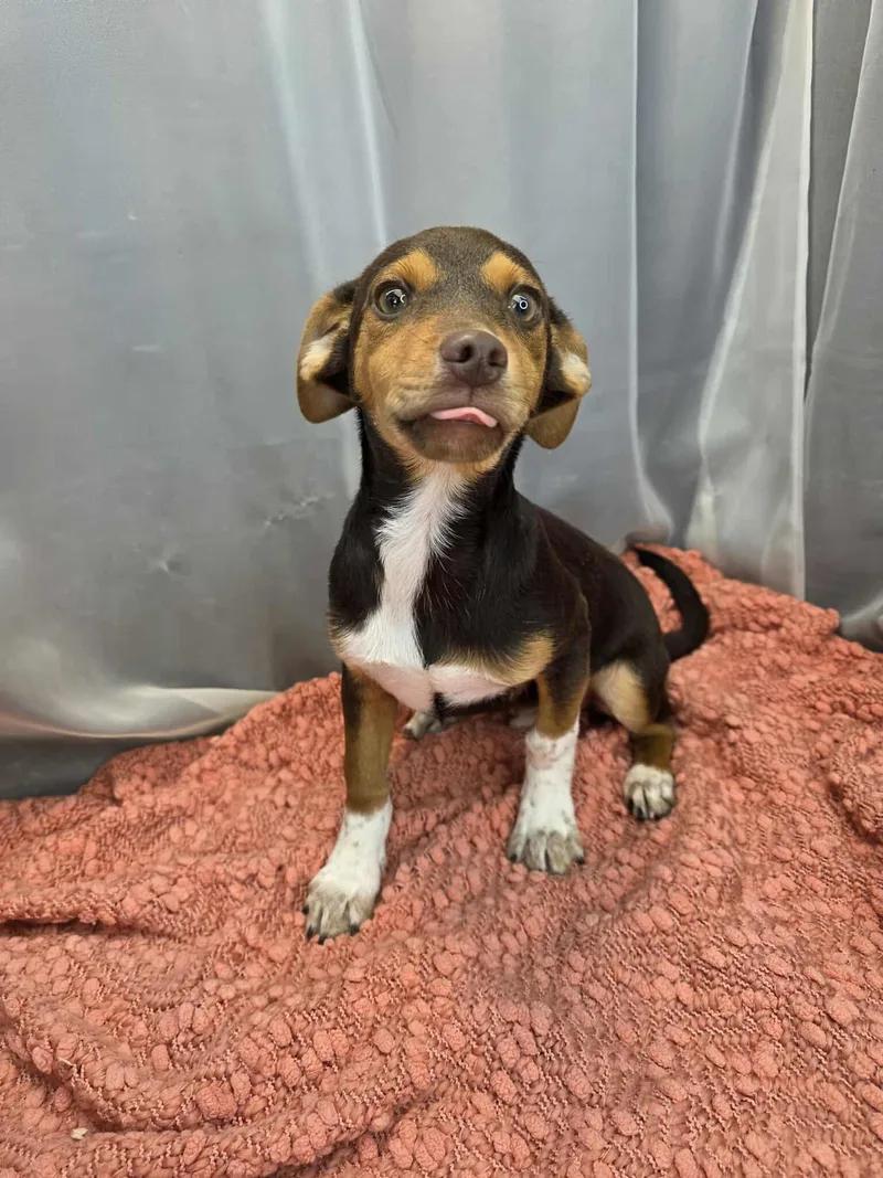 A baby small-sized male Brown / Chocolate Rat Terrier dog named Kellen for adoption in Wanaque, NJ