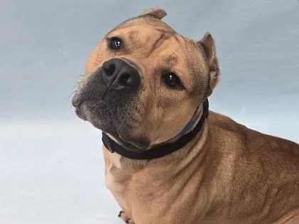 An adult large-sized male Pit Bull Terrier dog named Douglas for adoption in Coon Rapids, MN