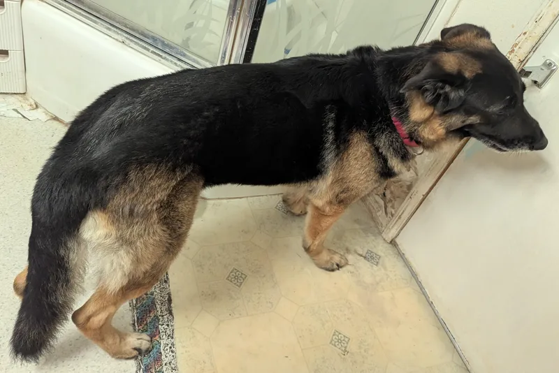 An adult large-sized male Sable German Shepherd Dog dog named Hansel for adoption in Goleta, CA