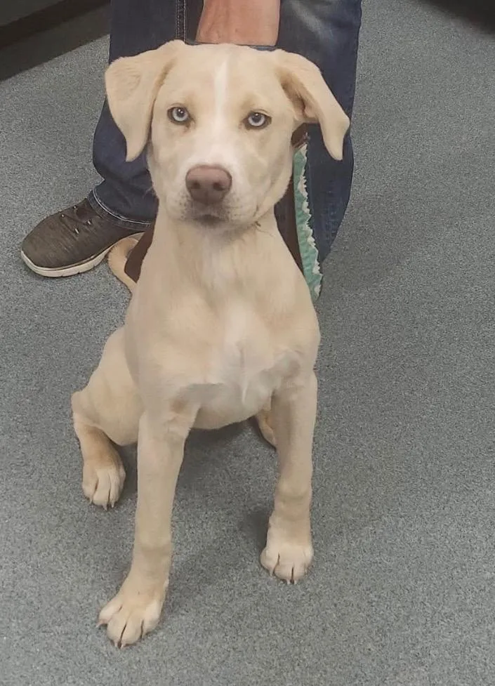 A baby large-sized female Labrador Retriever dog named Rosie for adoption in Sapulpa, OK