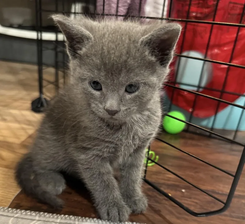 A baby medium-sized male Gray / Blue / Silver Domestic Short Hair cat named Hans for adoption in Port Washington, WI
