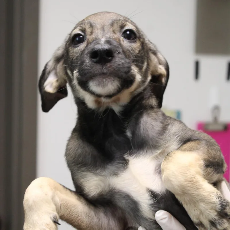 A baby small-sized female Black Mouth Cur dog named Panini for adoption in Cleveland, MS