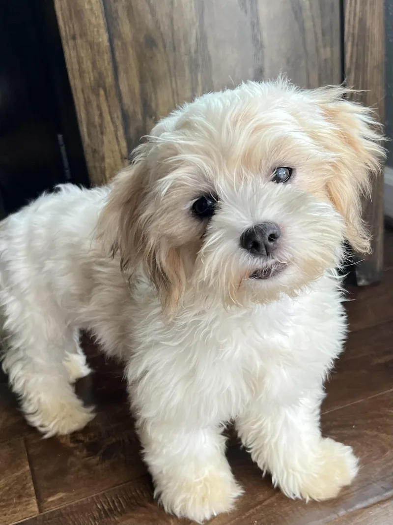 A baby small-sized female White / Cream Shih Tzu dog named Tzifira BRT for adoption in Missouri City, TX
