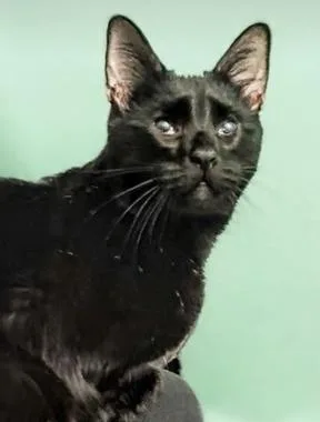 A young medium-sized male Black Domestic Short Hair cat named Tod for adoption in North Highlands, CA