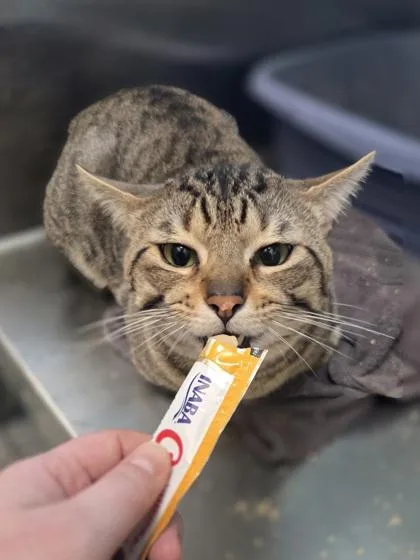 An adult large-sized male Domestic Short Hair cat named Oliver Tree for adoption in Westland, MI