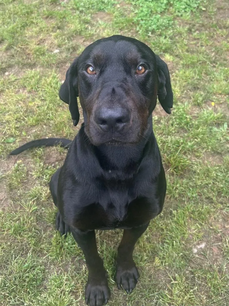 An adult medium-sized male Hound dog named Megumi for adoption in Benton, AR